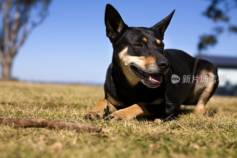 澳大利亚的工作犬