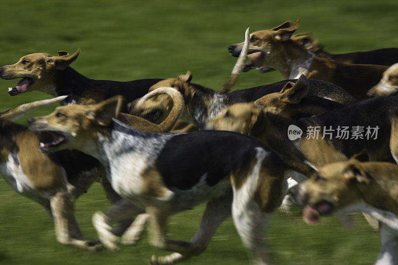 福克斯猎犬跑