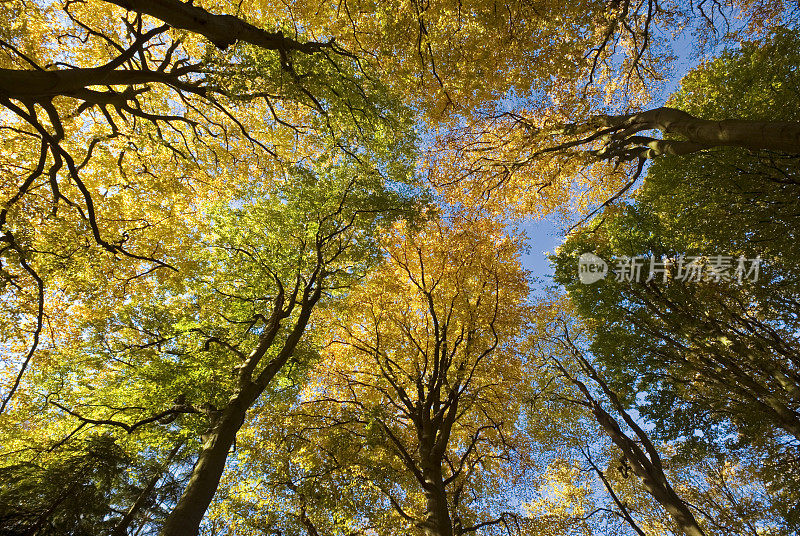 森林里的秋天