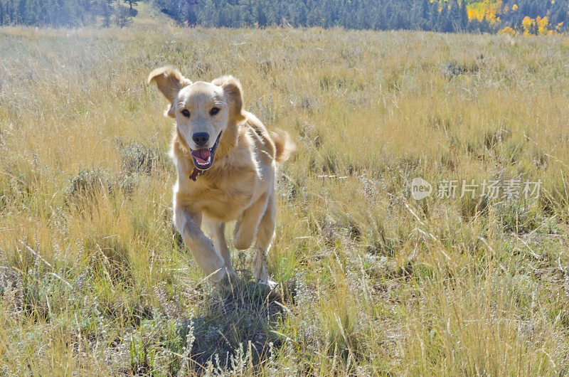 金毛猎犬小狗在田野里奔跑