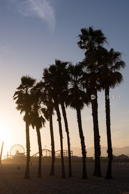 洛杉矶县圣莫尼卡海滩上的棕榈树