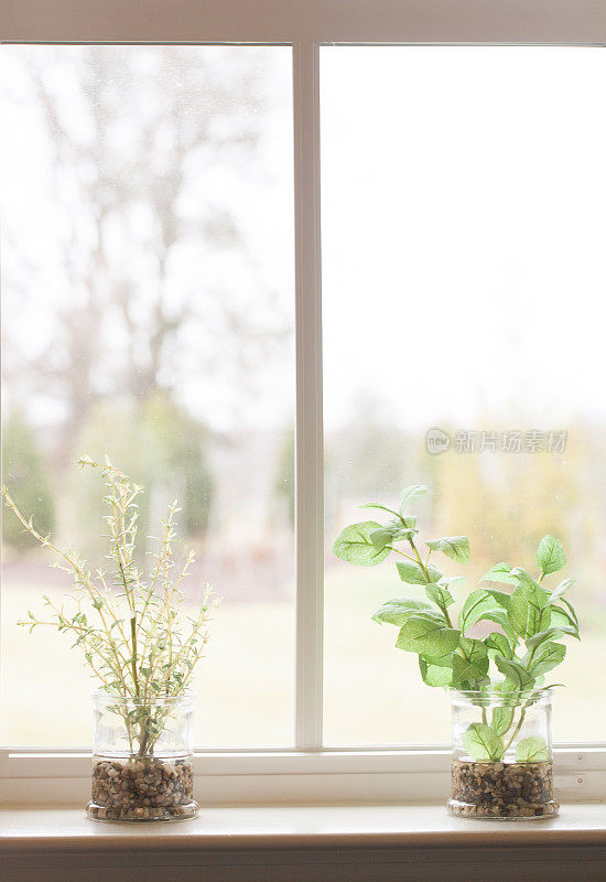 窗边的盆栽药草沐浴在明亮的光线中