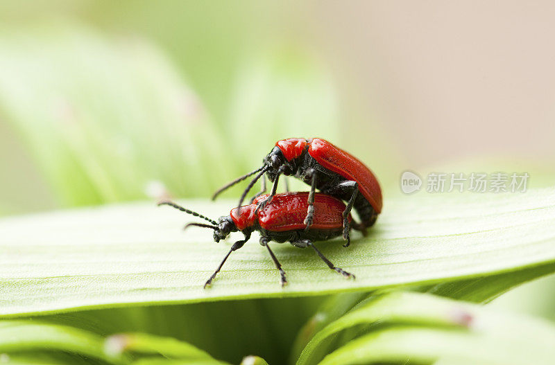 花园里的百合甲虫