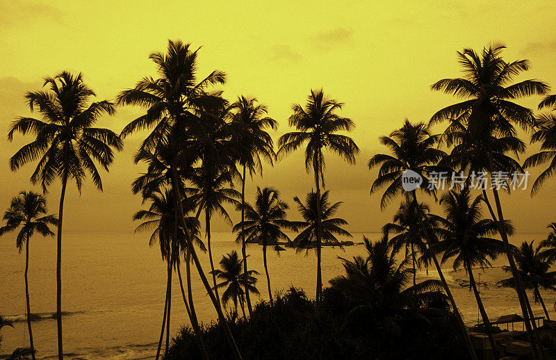 斯里兰卡，Hikkaduwa，椰子树，日落。