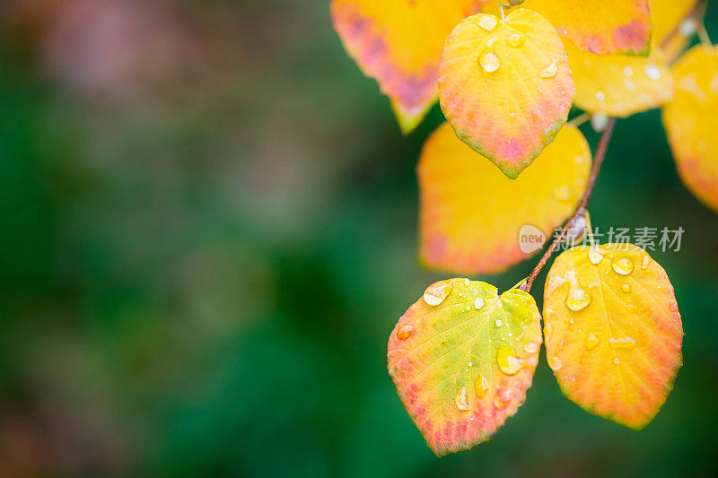 黄色的树叶下雨