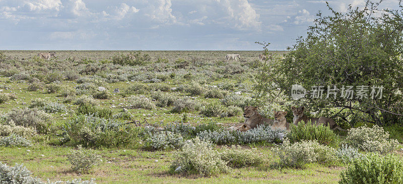 在非洲纳米比亚的埃托沙，四只母狮正在休息