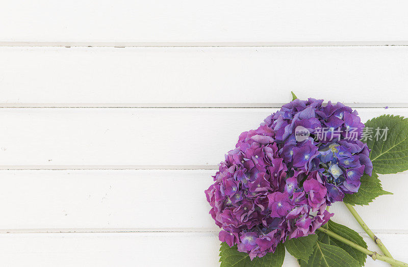 木制背景上美丽的紫丁香
