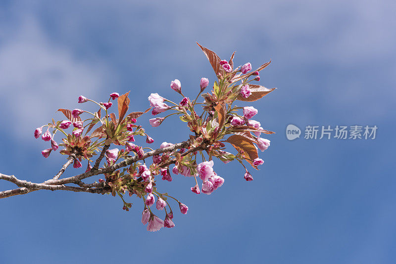 樱花在春天开花