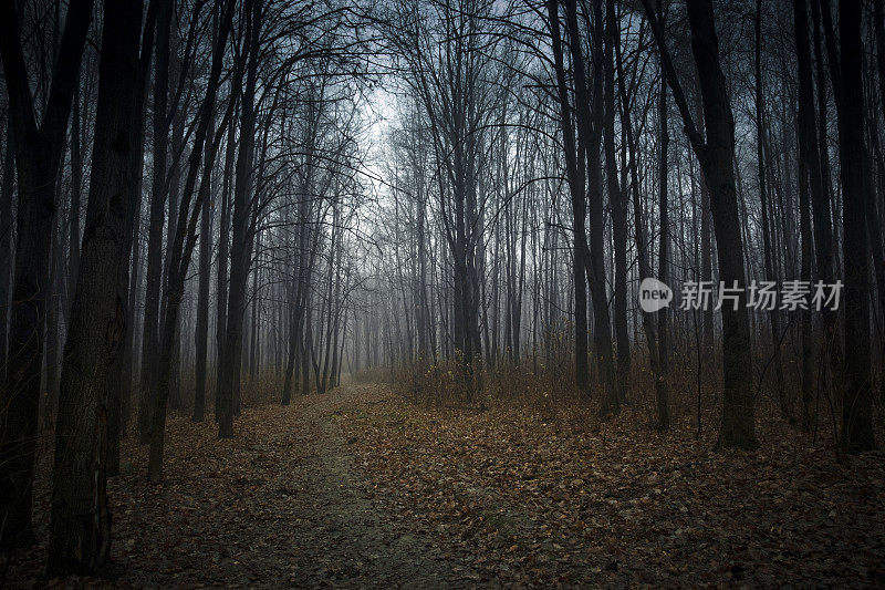 神秘的森林与雾的秋天
