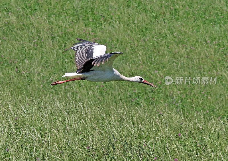 夏季鹳