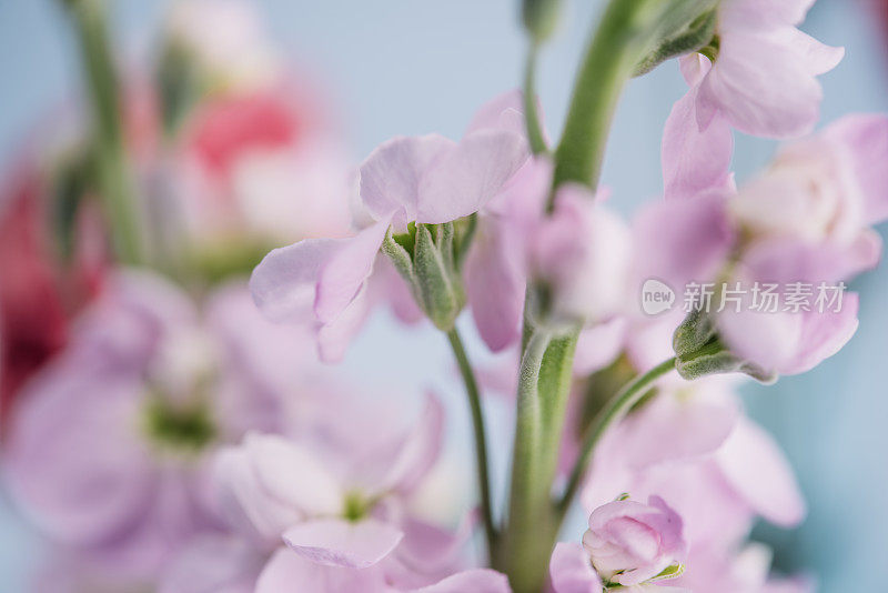 花金鱼草在蜡笔