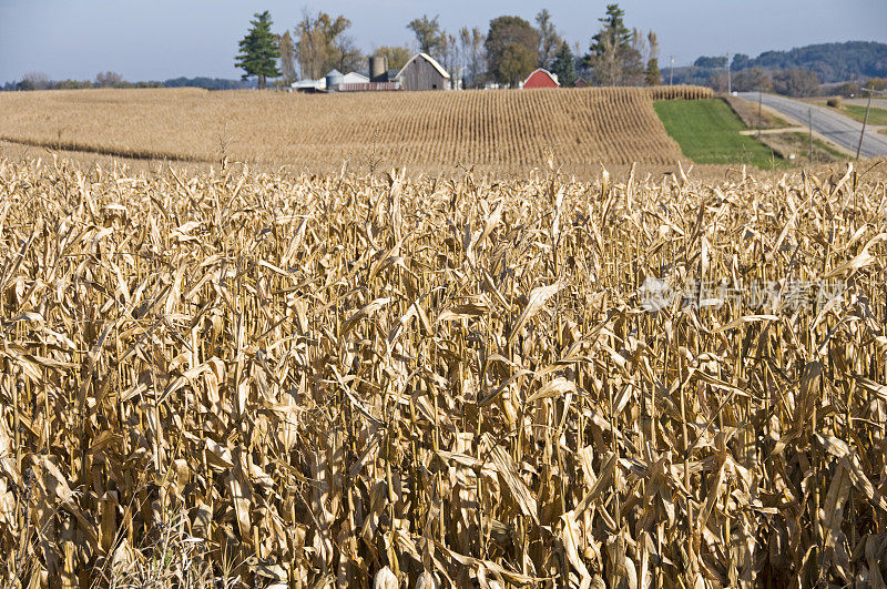 在爱荷华州中部种植玉米
