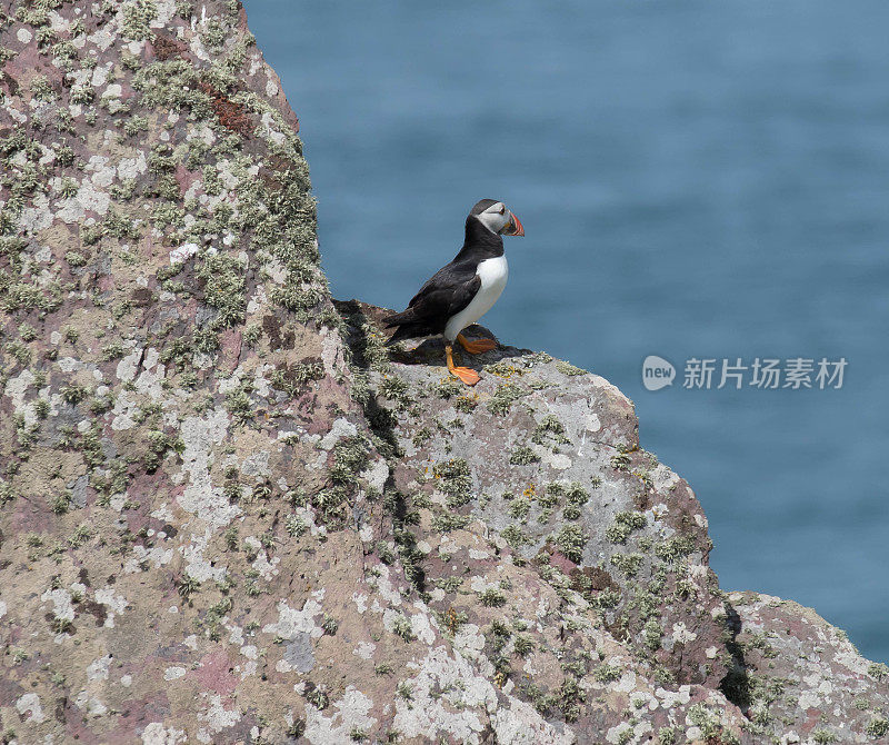 角嘴海雀