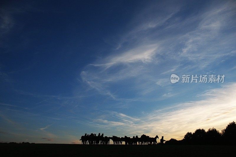 地平线上的一群马