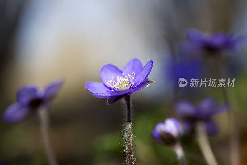 阿尼莫内・赫帕蒂卡