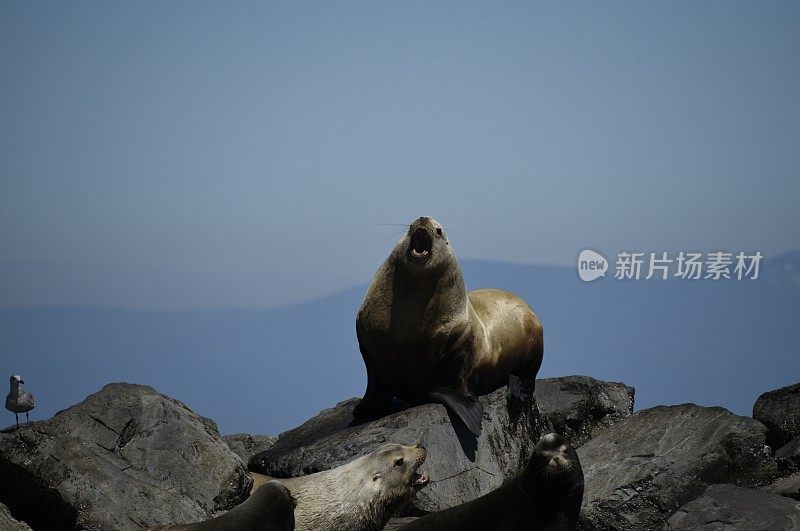 虎头海狮的叫声