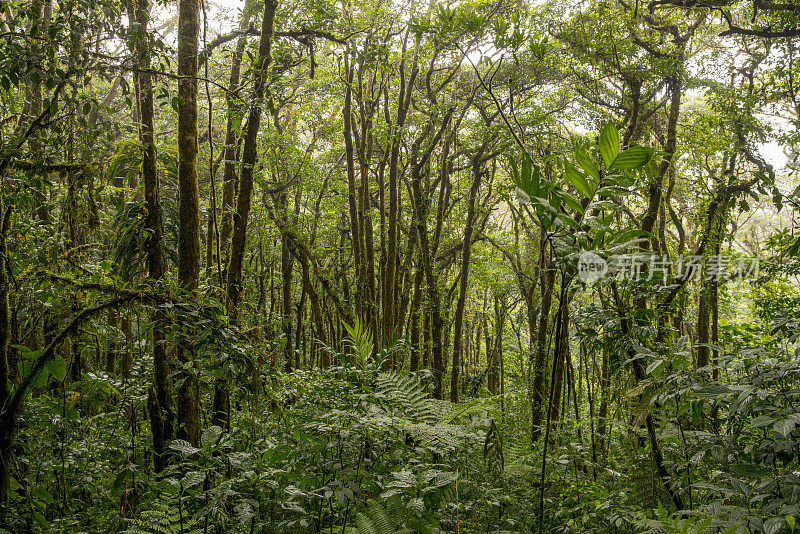 生长在美丽的哥斯达黎加森林中的树木