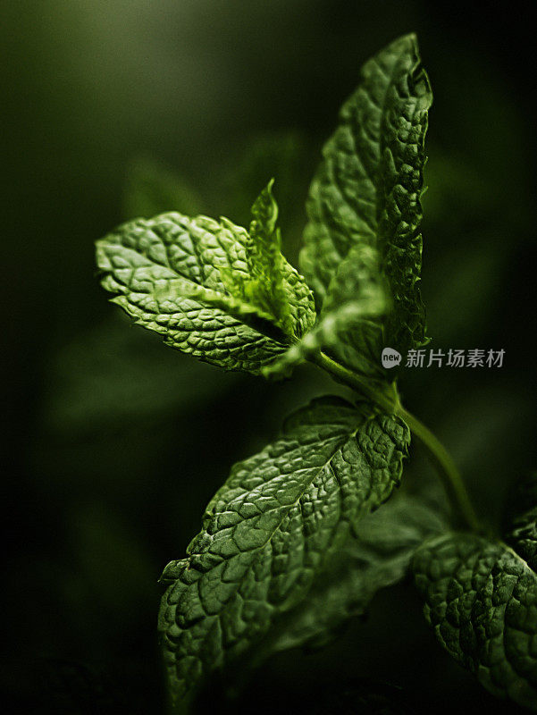 香草花园里的薄荷叶