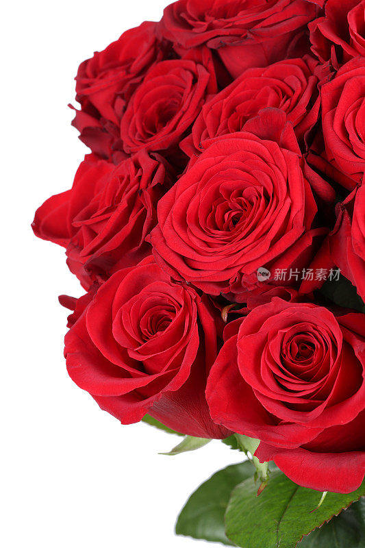生日、情人节或母亲节送一束玫瑰
