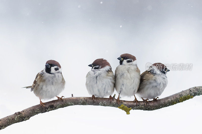 麻雀冬天坐在树枝上