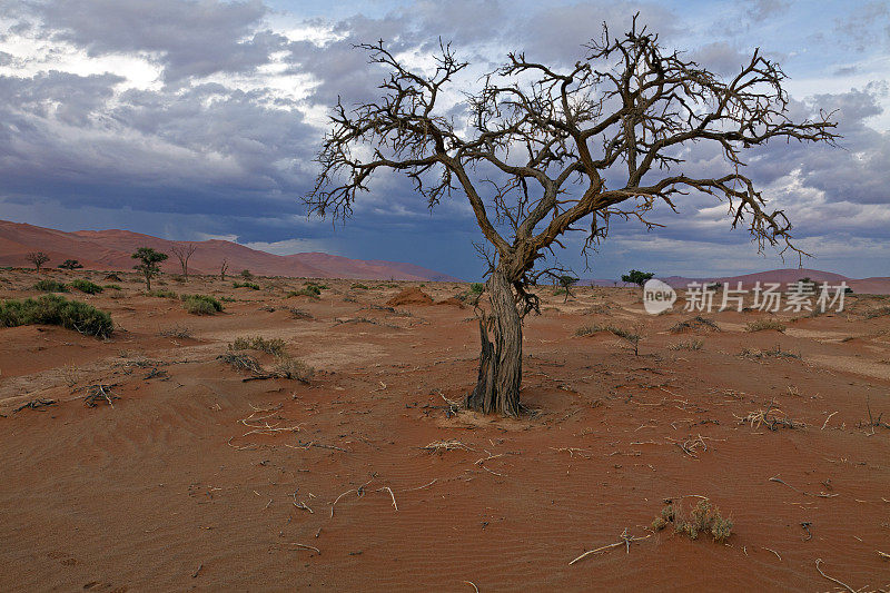 Namib-Naukluft-Nationalpark