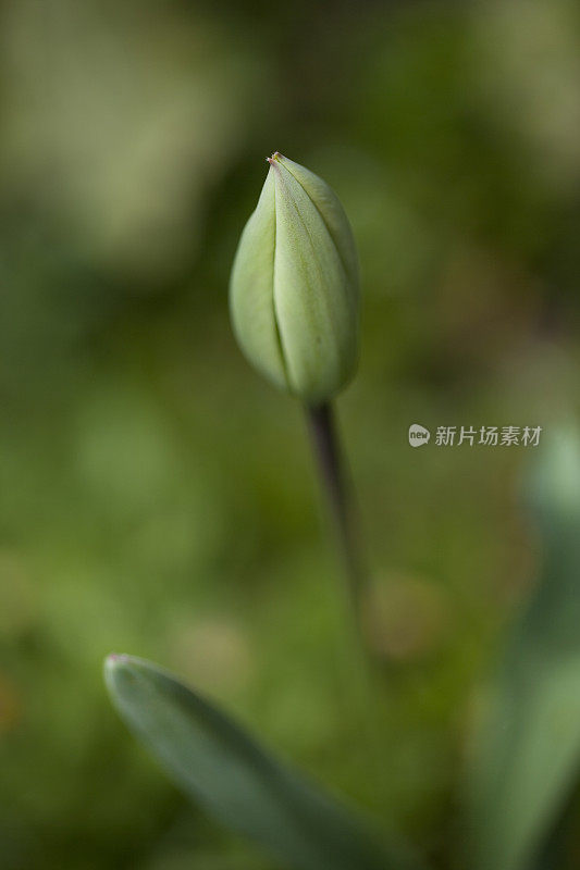 叶芽在春天开花