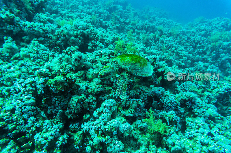 水下的绿色海龟与阳光的背景