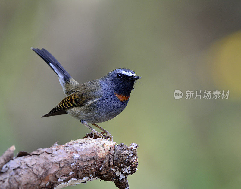 Rufous-gorgeted捕蝇草