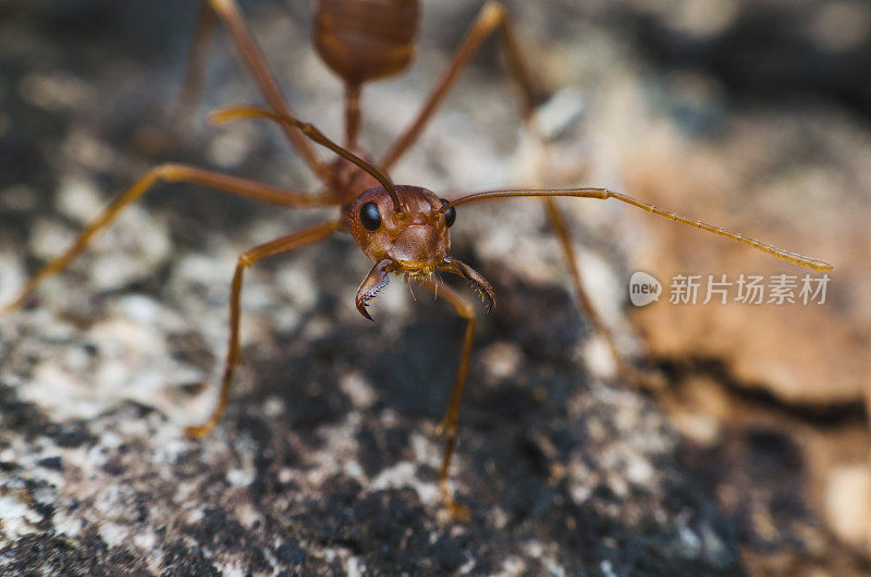 红蚂蚁张开嘴，露出树皮上的獠牙。