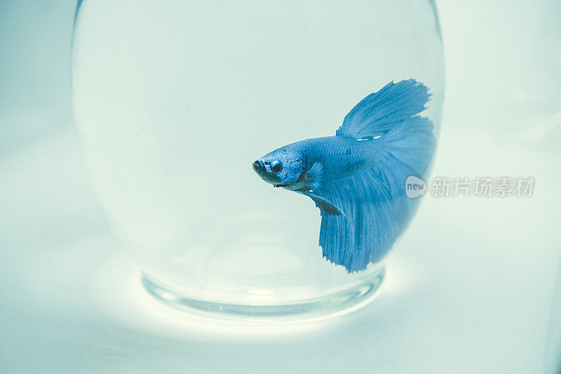 圆形玻璃鱼缸里的蓝斗鱼