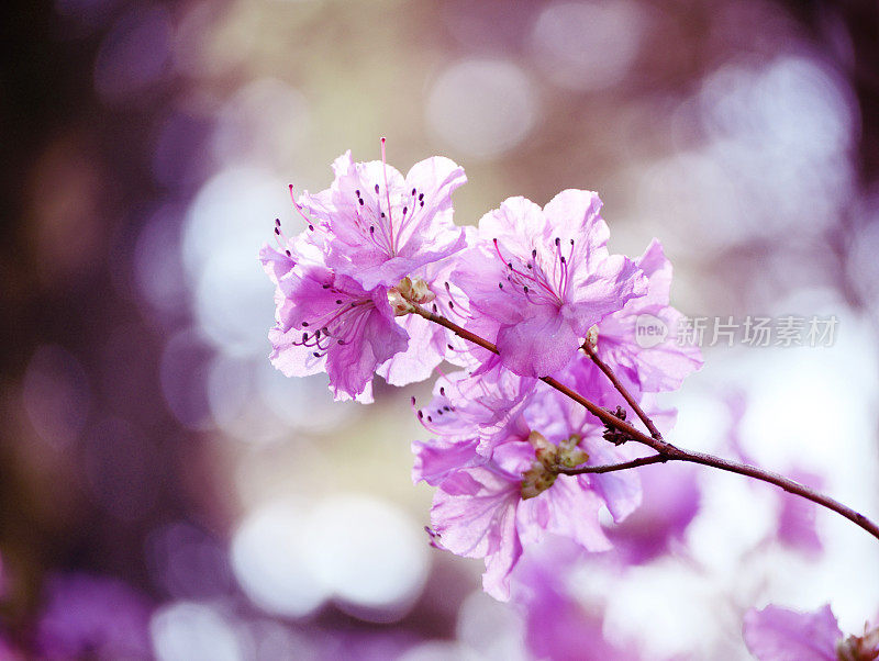 杜鹃dauricum。杜鹃分支。花园里开着柔和的粉红色杜鹃花。美丽的亚洲春花。