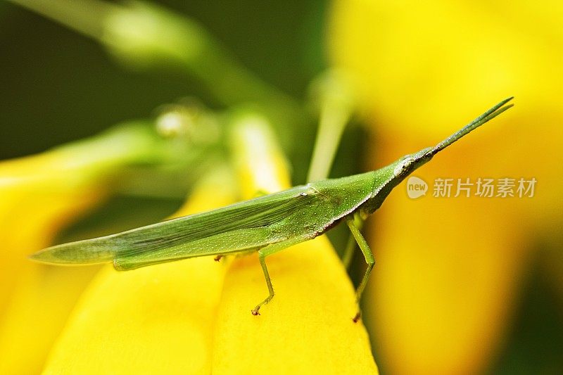 近处蚱蜢在黄花上。