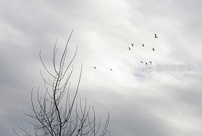 秋天加拿大上空的无叶树和海鸥