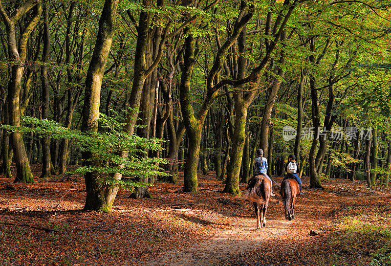 后视图两个女人骑马穿过秋天的彩色山毛榉树林