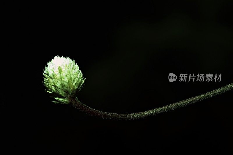 长曲线枝上的白球菊花(黑色背景)