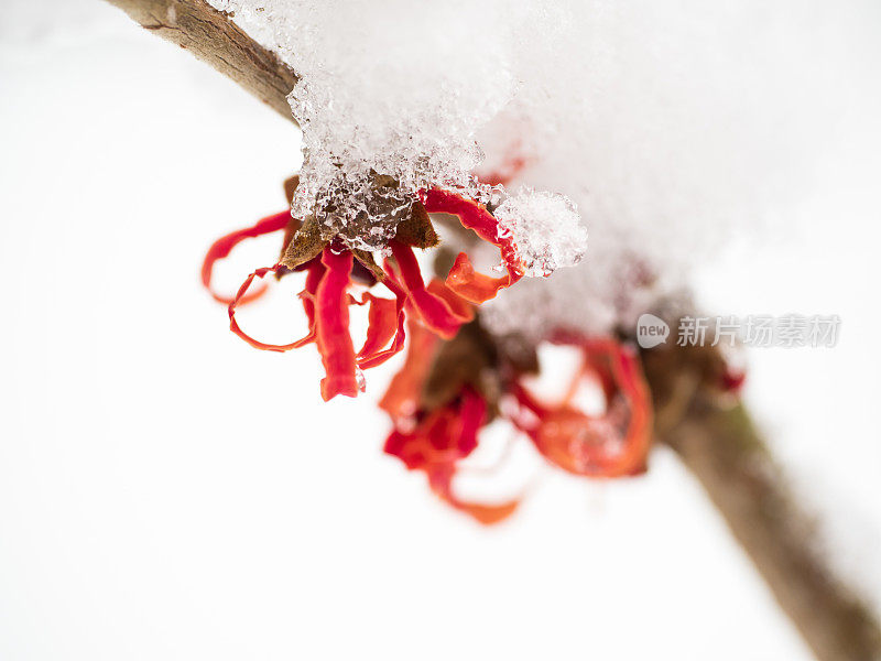 白雪覆盖的金缕梅