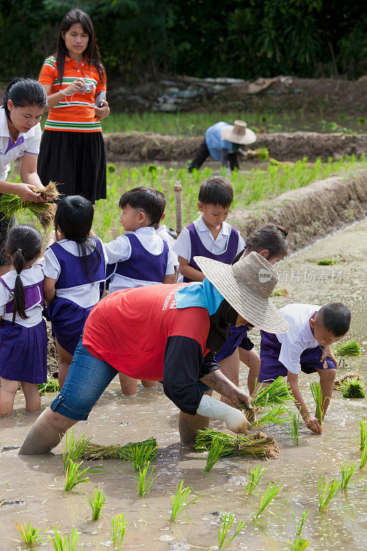 泰国学校的孩子们学习种植水稻。