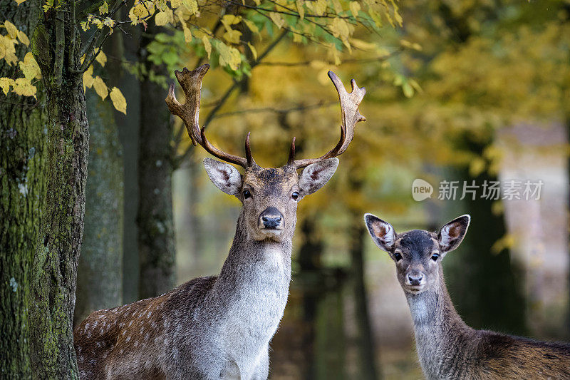 在森林里，一只年轻的黇鹿和它的父亲注视着摄像机