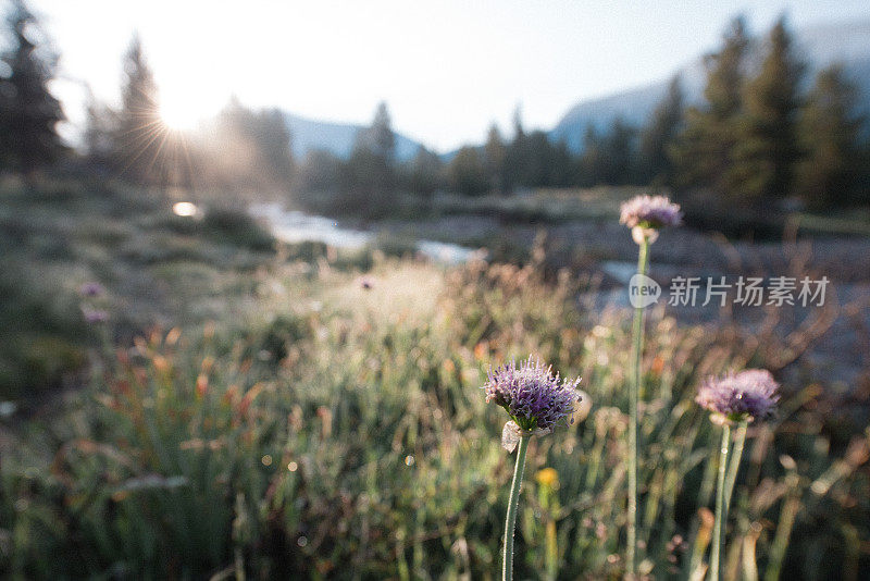 图奥勒姆草原野花在日出约塞米蒂国家公园美国加利福尼亚州
