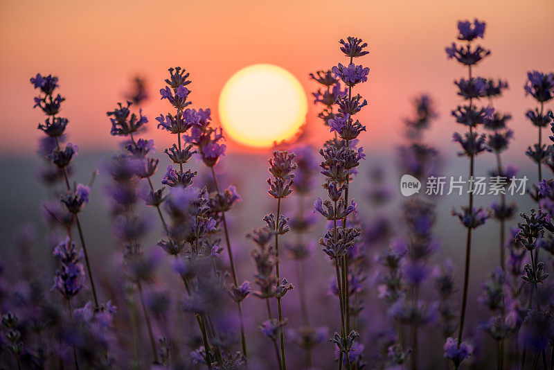 夕阳下的薰衣草田