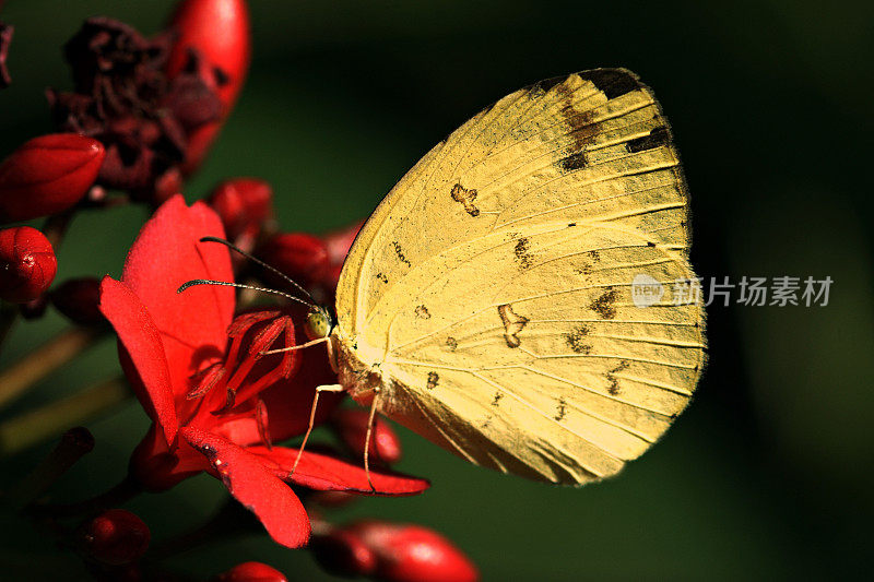 黄色的蝴蝶靠近红色的花朵。