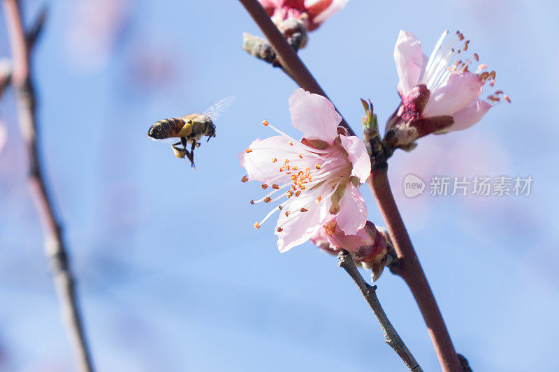 杏花上的蜜蜂