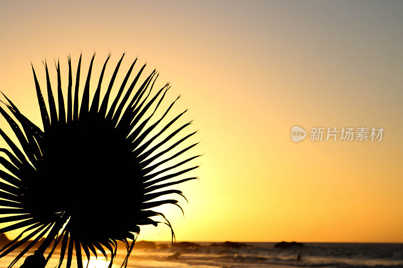 夕阳下海滩上的棕榈叶