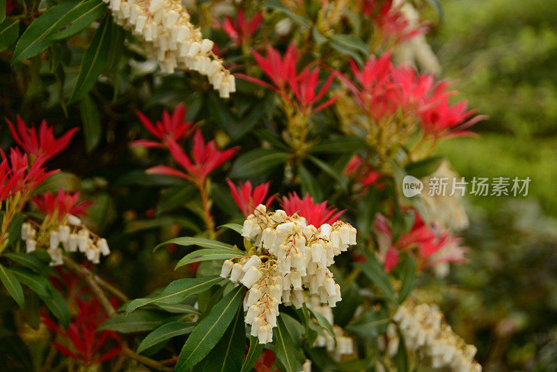 日本粉蝶，总状花序，白色花。