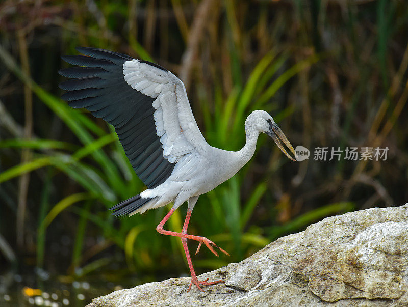 亚洲开放票据伸展翅膀