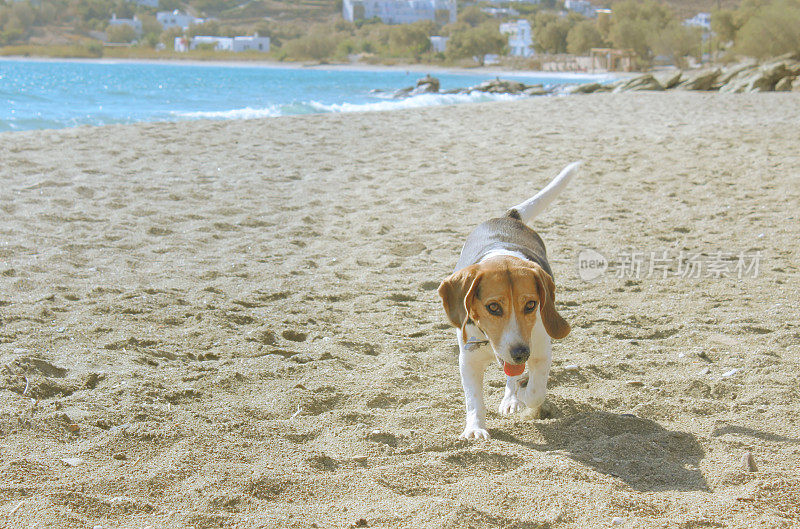 海边的小猎犬