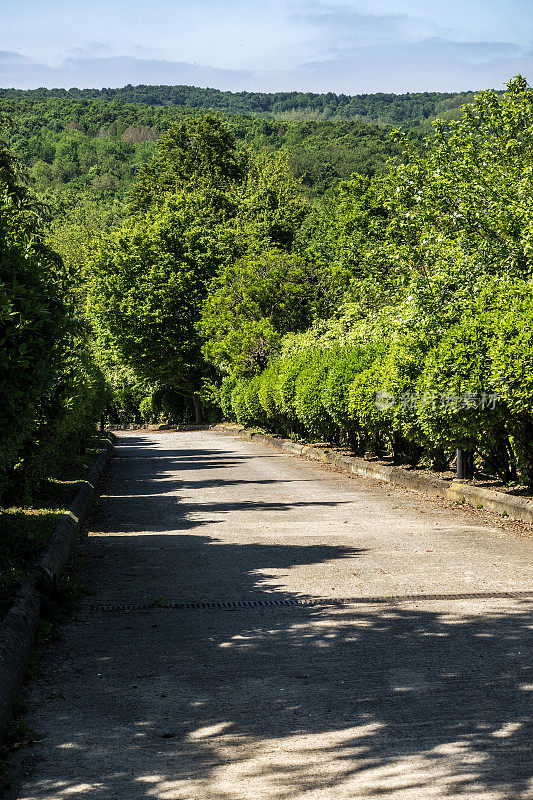 春天的公路和野生森林景色