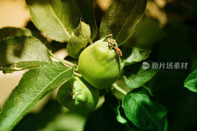 苹果树枝上的绿苹果