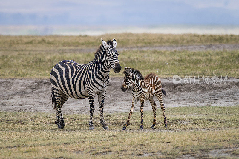 非洲斑马妈妈和孩子
