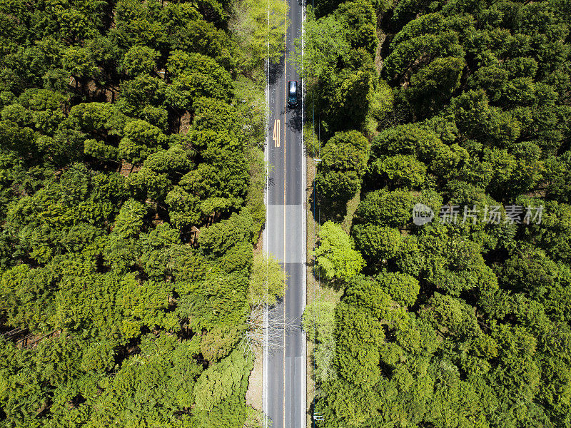 森林中笔直的道路鸟瞰图